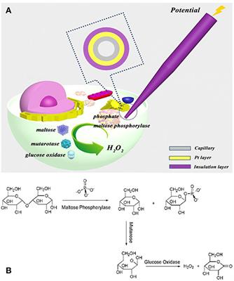 Phosphate Assay Kit in One Cell for Electrochemical Detection of Intracellular Phosphate Ions at Single Cells